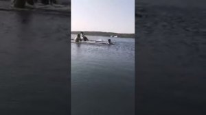 Обучение лошади. Обучение 7 летнего жеребца. Смотреть до конца ??