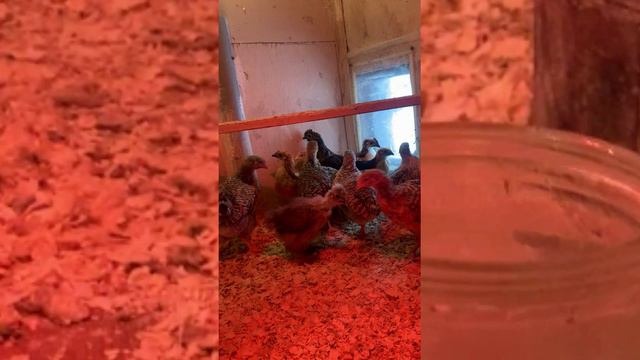 Витаминная подкормка и профилактика в курятнике смотреть онлайн