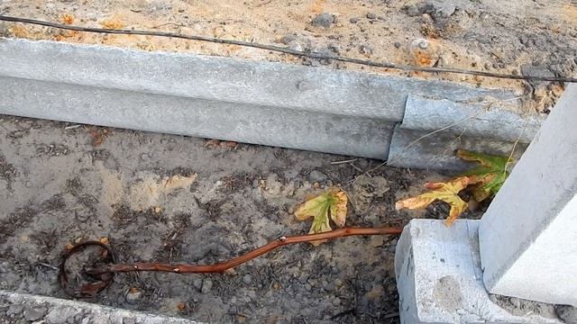 Обрезка однолетних кустов винограда . Северный виноград. смотреть онлайн