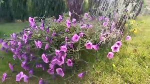 Beautiful raining scenery |Nature video |4k Rain on flowers and plants |music for deep sleeping