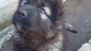 КАВКАЗСКАЯ ОВЧАРКА. КОРМЛЕНИЕ И ДРЕССИРОВКА.