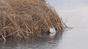 Впервые! Рыба ломает лед! /Fish breaks ice!