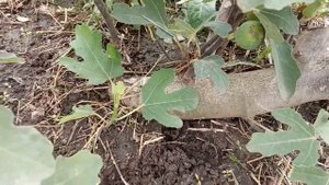 Саженец 5 лет. Гибрид Кадоты. Лучший инжир. Kadota Hybrid