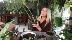 Daily Houseplant Care | When to Plant Rooted Cuttings | Monstera deliciosa