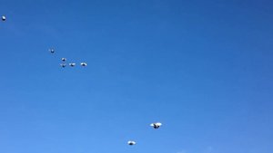 Как разводить николаевских голубей