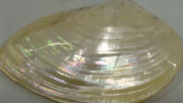 МУДРОСТЬ ХИДЖАБА.(Почему мусульманка закрывается?) смотреть онлайн