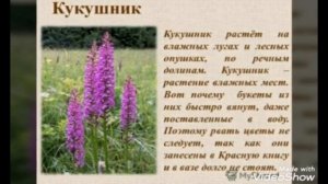 Растения, занесенные в красную книгу.  (ПДО Межидова С. Б-А.)