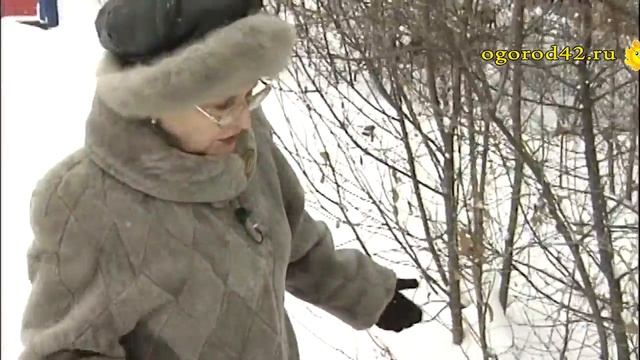 Кокомикоз на вишне. Что делать? смотреть онлайн