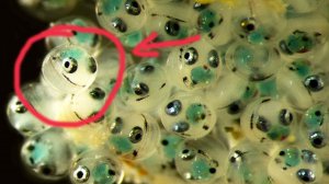 Странные объекты под МИКРОСКОПОМ