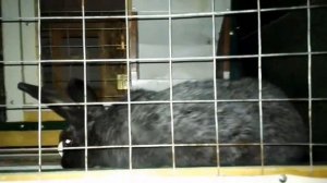 Кролики//Кормление кроликов//кормить сеном или нет?/нужно ли сено кролику?/кормление кроликов.