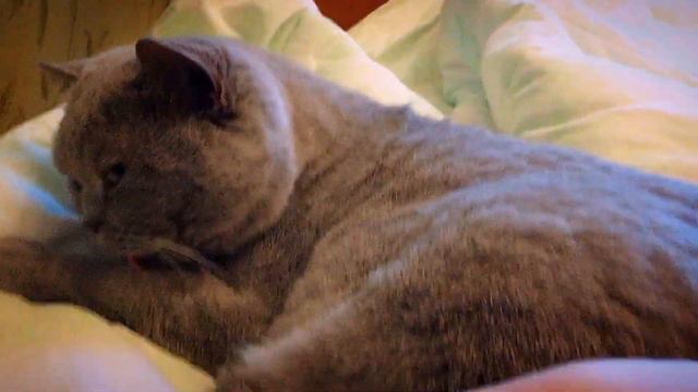 МОЕЙ КОШКЕ СНОВА ПОРА НА ДИЕТУ😿.ОНА ТОЛСТЕЕТ ОЧЕНЬ БЫСТРО/SEEMS MY CAT AGAIN IT IS TIME ON DIET😿. смотреть онлайн