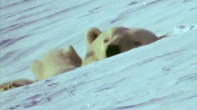 Белый медведь - машина для убийства смотреть онлайн