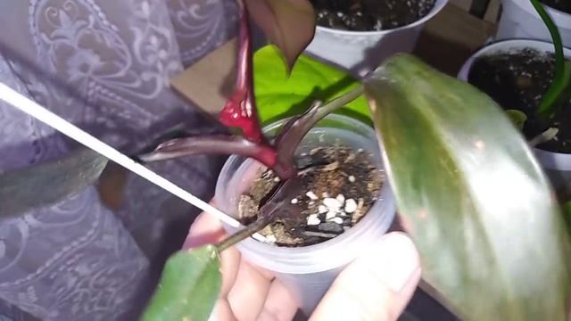 Комнатные цветы .Обзор растений на большом цветочном стеллаже .Март 2021 года.