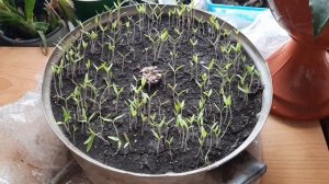 Часть 1 всход рассады помидор...