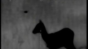 козлы (косули) в тепловизор (fortuna one 6m) - roe deers - 50-100m