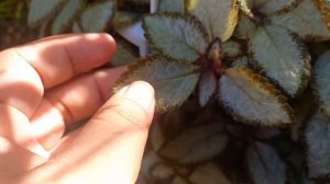 PESONA EPISCIA PART 8 || EPISCIA SILVER SKIES #trend #tanamangantung