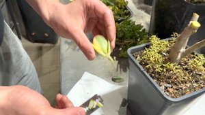 ПРИВИВКА ДРЕВОВИДНЫХ КРАССУЛ. ДЕНЕЖНОЕ ДЕРЕВО МУЛЬТИКОЛОР. ТОЛСТЯНКА CRASSULA OVATA GRAFTING