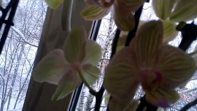 Фаленопсисы которые купила перед Новым Годом .17.01.21г. смотреть онлайн