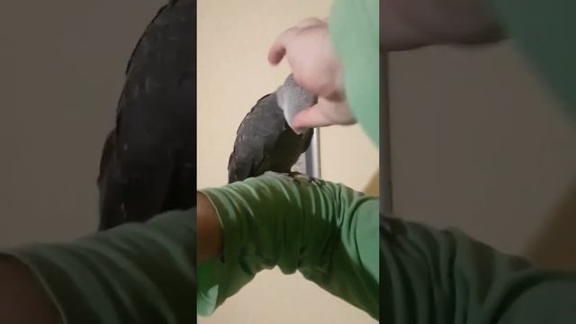 серый попугай  самец
