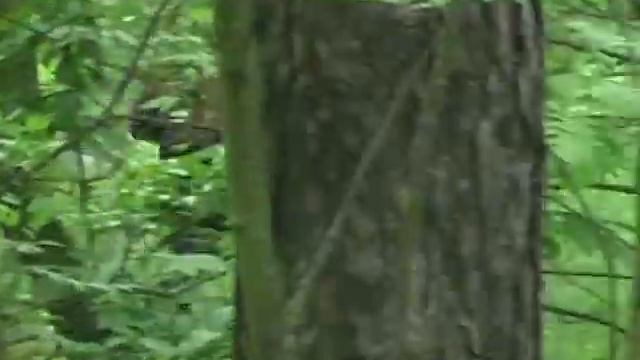 Радиопеленгация-Курск-2016 смотреть онлайн