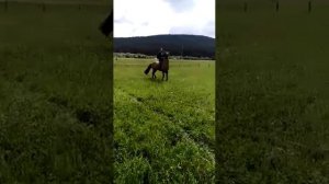 Лошадь танцует на Сабантуе в Белорецком районе Башкирии
