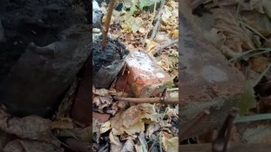 Тукай столовый сорт винограда очень ранний и урожайный!!!