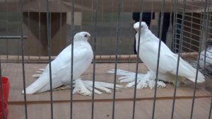 Выставка Узбекских старопородных бойных голубей, Германия- Cloppenburg. 26.11.2017.