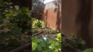 Уход за клубникой ? во время цветения и завязи плодов!