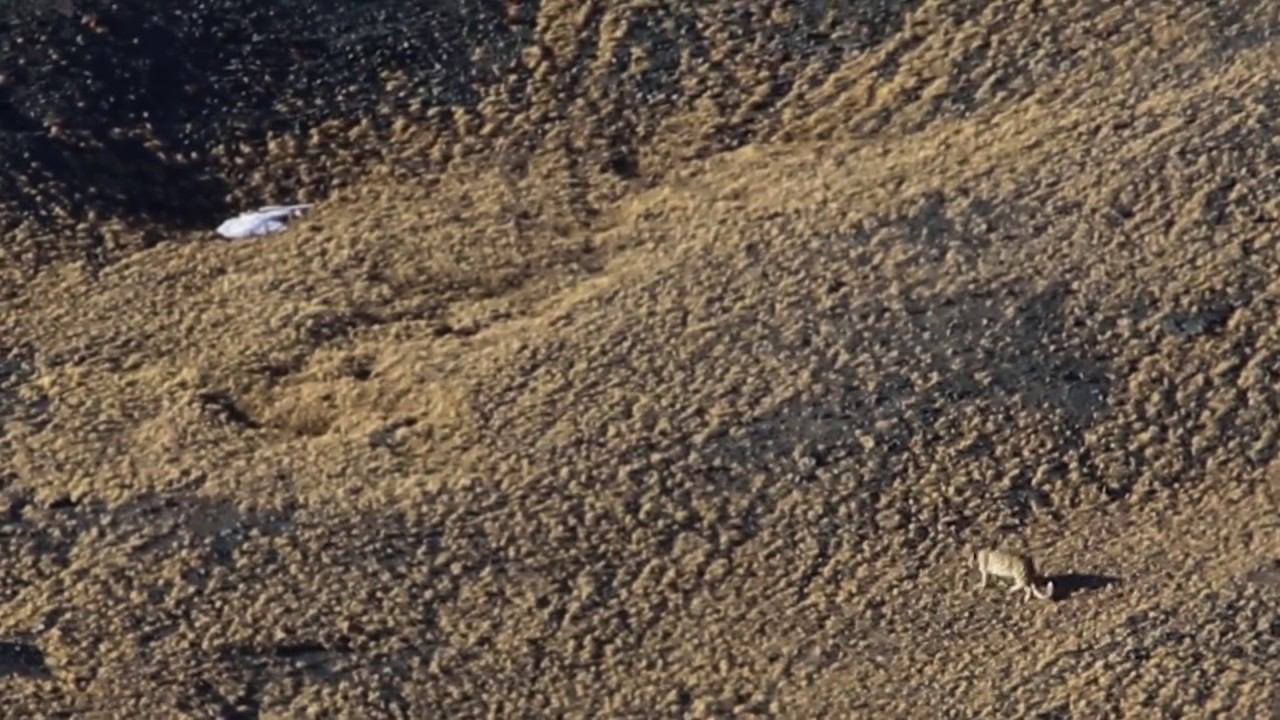 АЛТАЙ. СНЕЖНЫЙ БАРС - ИРБИС. Сайлюгемский национальный парк. смотреть онлайн