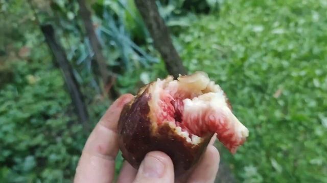 ЭТИ ФИГИ ОЧЕНЬ ПОЛЕЗНЫ / Что растет на Фиговом дереве смотреть онлайн