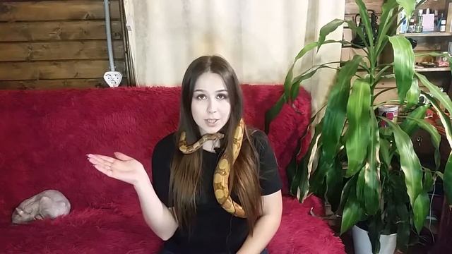 Как и где купить змею!