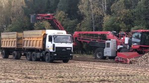 Погрузка и вывоз свеклы / HOLMER Terra Felis2, МАЗ 5550, МАЗ 5551, MAN TGA18.440 и др. /