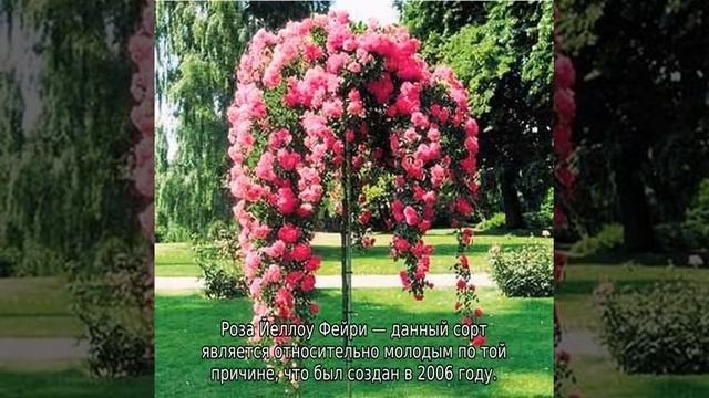 Роза Фейри смотреть онлайн