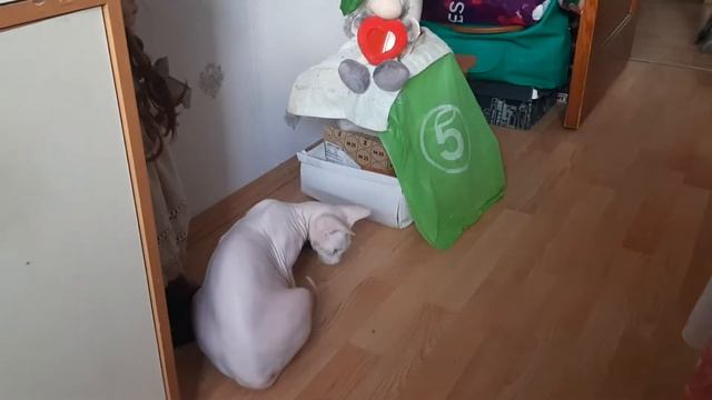 СФИНКС!!! ЧТО Я УЗНАЛА ПРО ЭТУ ПОРОДУ КОШЕК ЗА 3 МЕСЯЦА ЖИЗНИ С НЕЙ В ОДНОЙ КВАРТИРЕ. смотреть онлайн