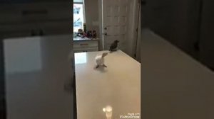 Ядреный как кабан Я имею свой баян