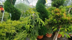 КРЫМСК! ОБЗОР ОДНОГО ИЗ КРУПНЕЙШИХ САДОВЫХ ЦЕНТРОВ КРАСНОДАРСКОГО КРАЯ! ЦЕНЫ 2020г. ПИТОМНИК ГАВРИШ