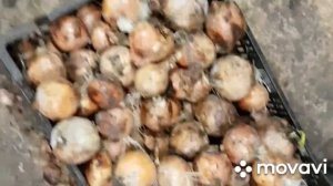 Покупаю местный лук. Сорт халцедон.
