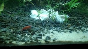 Скалярии и креветка вишня.