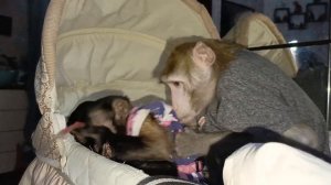 Трое в лодке ( домашние обезьянки) #обезьяна #monkey #экзотическиепитомцы #pets