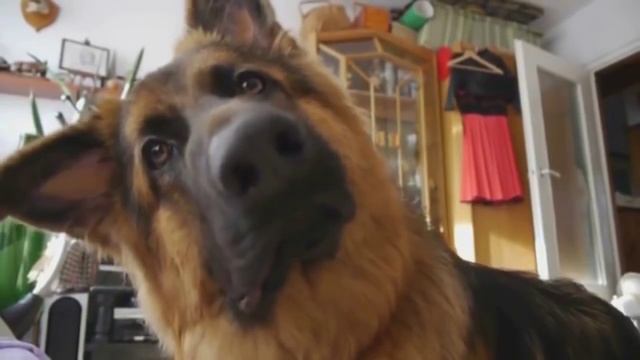 Прикольная реакция собаки на телевизор смотреть онлайн