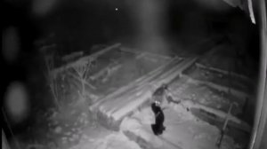 Волк сорвал собаку с цепи... И утащил