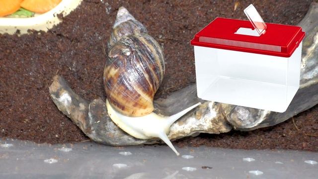 В чем содержать улиток ахатин. Аквариум, террариум или контейнер для улиток смотреть онлайн