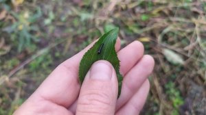 Слизистый пилильщик