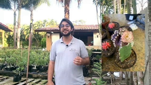 Conheça os cactos Gymnocalycium смотреть онлайн