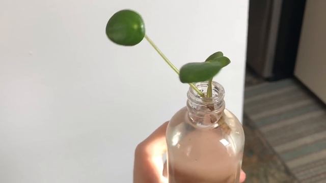 How to Propagate Pilea peperomioides (Chinese Money Plant) смотреть онлайн