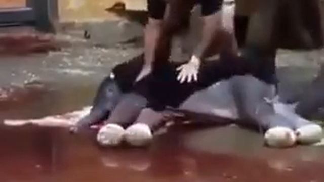 Слониха родила слоненка смотреть онлайн