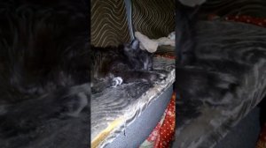 Где купить морскую свинку? Ответ здесь