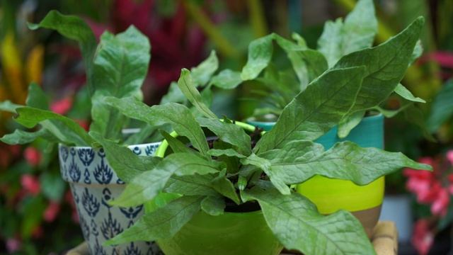 Crocodile Fern Care || Microsorum musifolium || Fern Friday Season 2: episode 3 смотреть онлайн