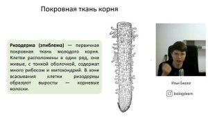 Ткани растений | ЕГЭ по Биологии