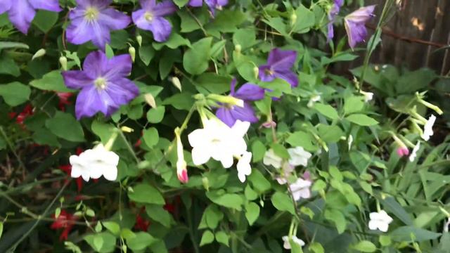 Plant Combo: Clematis and Flowering Tobacco смотреть онлайн